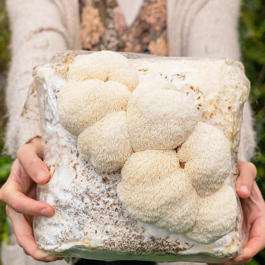Lion's Mane / Hericium Erinaceus