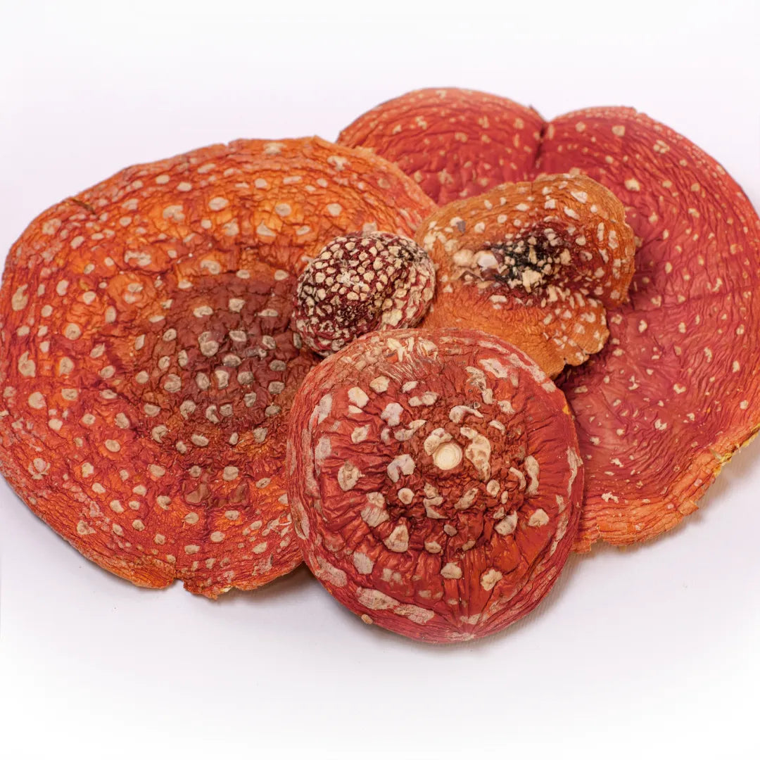 Amanita Dried